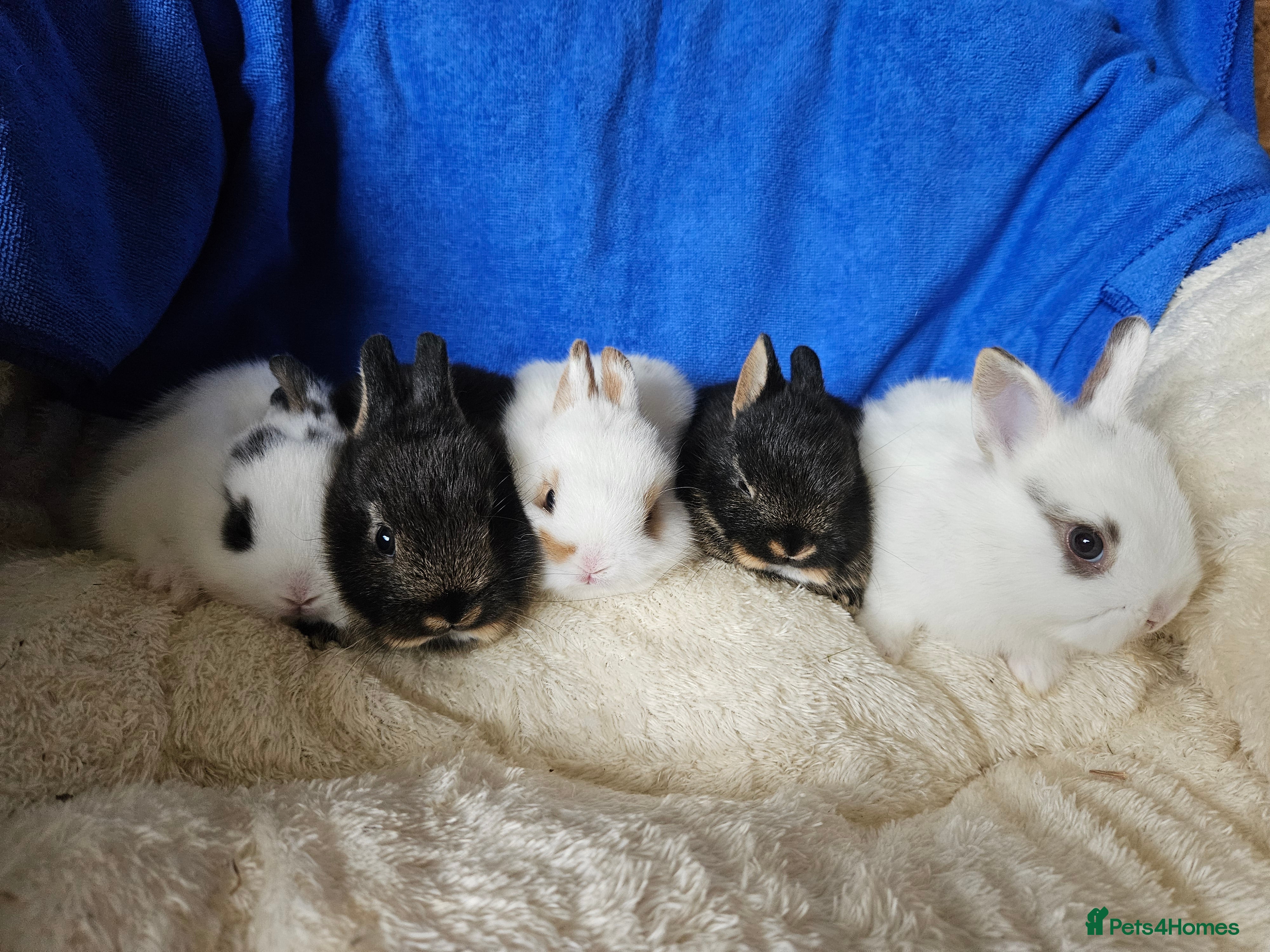 Netherland Dwarf rabbits Netherland Dwarf bunnies  - Advert 1