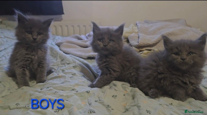 Maine Coon cats Maine coon kittens  - Advert 14