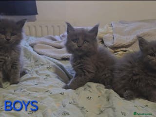 Maine Coon cats Maine coon kittens - Advert 14