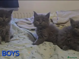 Maine Coon cats Maine coon kittens - Advert 17