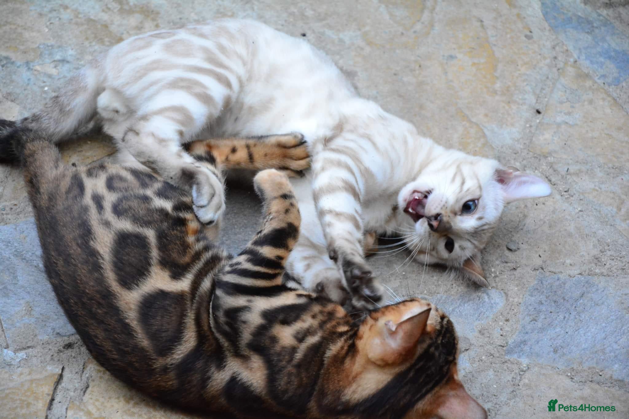 Bengal cats Bengal beauty  - Advert 3