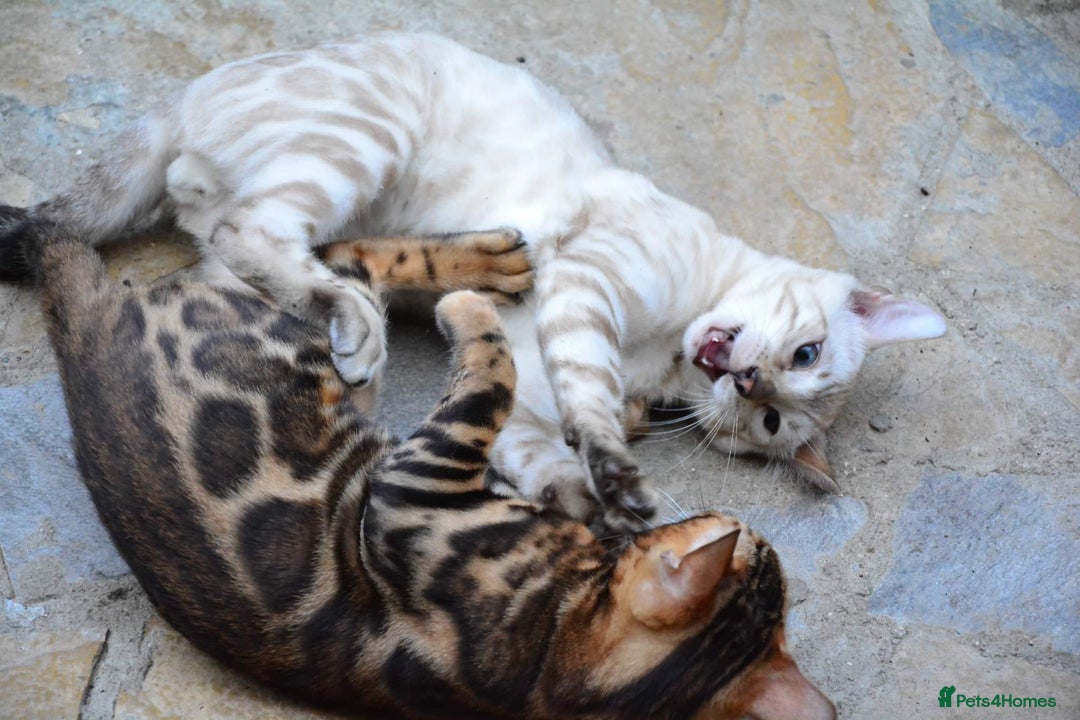 Bengal cats for sale: Bengal beauty  - Advert 1