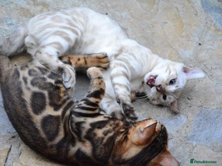 Bengal cats Bengal beauty - Advert 3