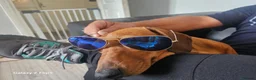 Dachshund dogs for sale: Beautiful standard dachshund  - Advert 6
