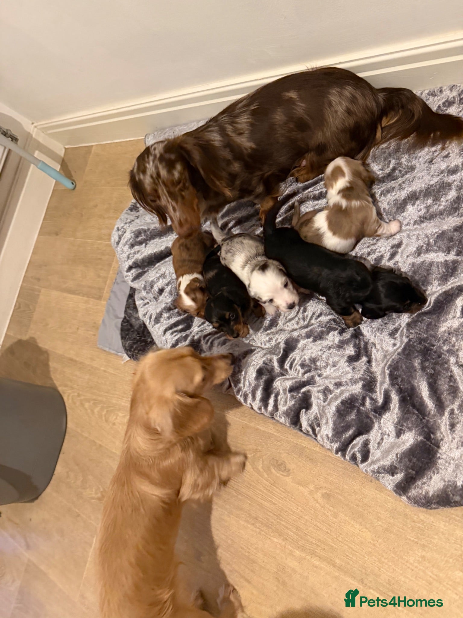 Miniature Dachshund dogs Beautiful Miniature dachshund  - Advert 1