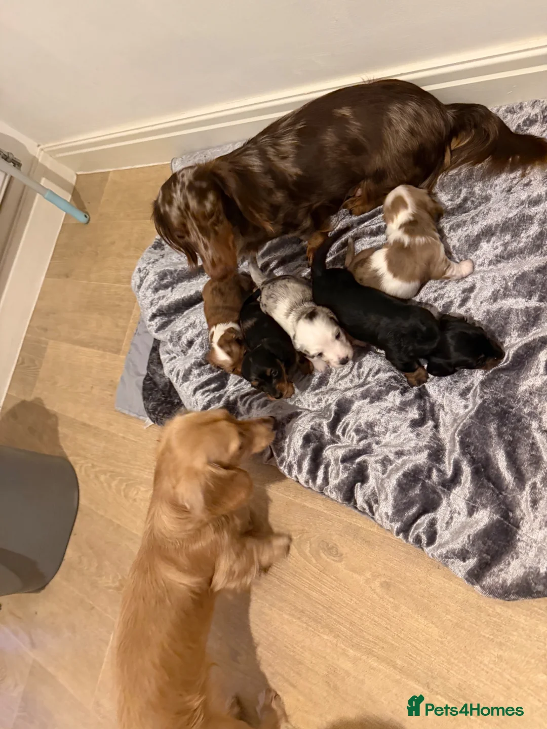 Miniature Dachshund dogs for sale: Beautiful Miniature dachshund  - Advert 1