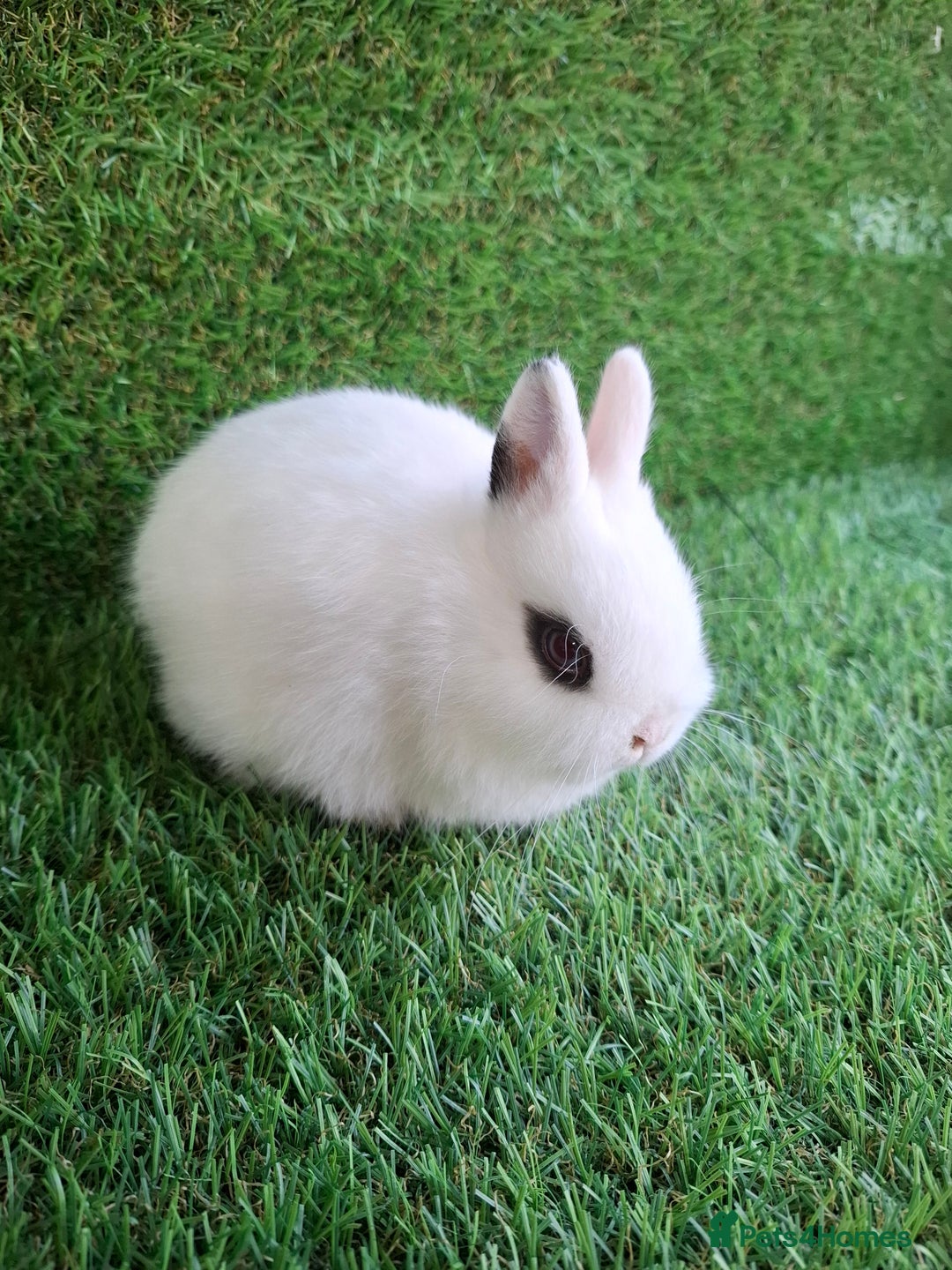 Netherland Dwarf rabbits for sale: QUALITY NETHERLAND DWARF - Advert 2