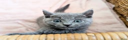 Russian Blue cats for sale: TICA Registered kittens  - Advert 4