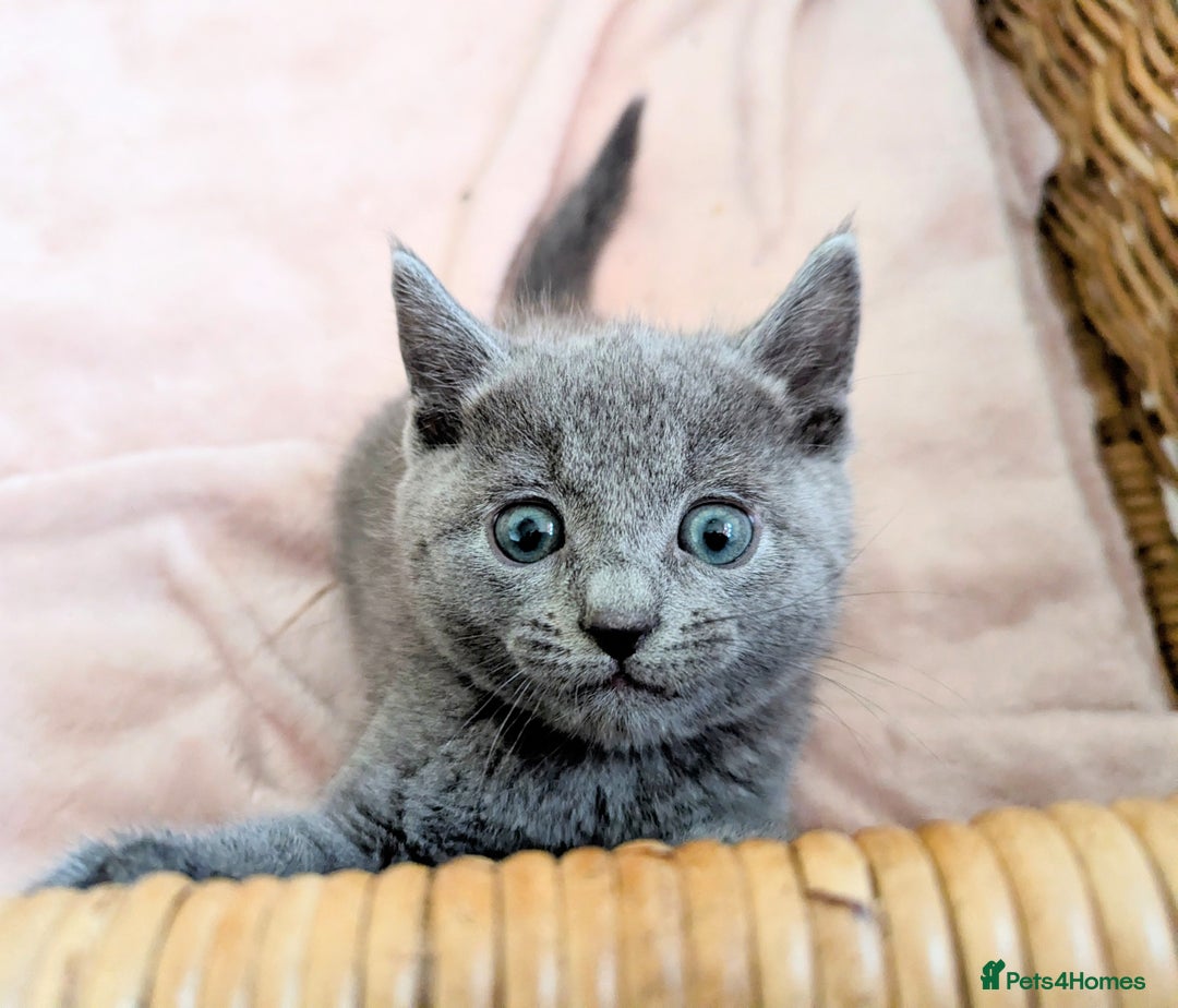 Russian Blue cats for sale: TICA Registered kittens  - Advert 4