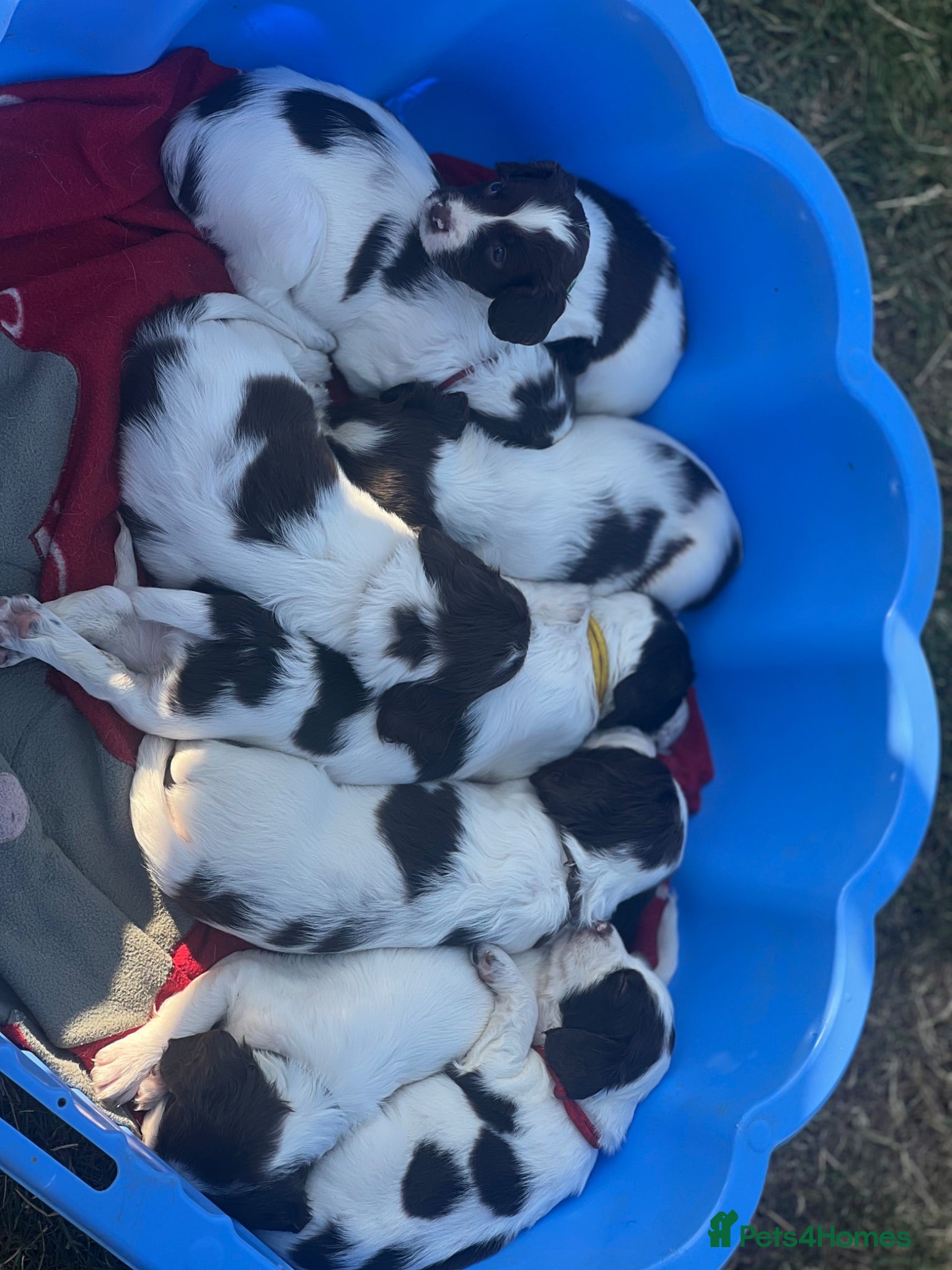 English Springer Spaniel dogs English Springer Spaniels white and liver girls - Advert 2
