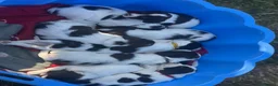 English Springer Spaniel dogs for sale: English Springer Spaniels white and liver girls in Thirsk - Advert 6