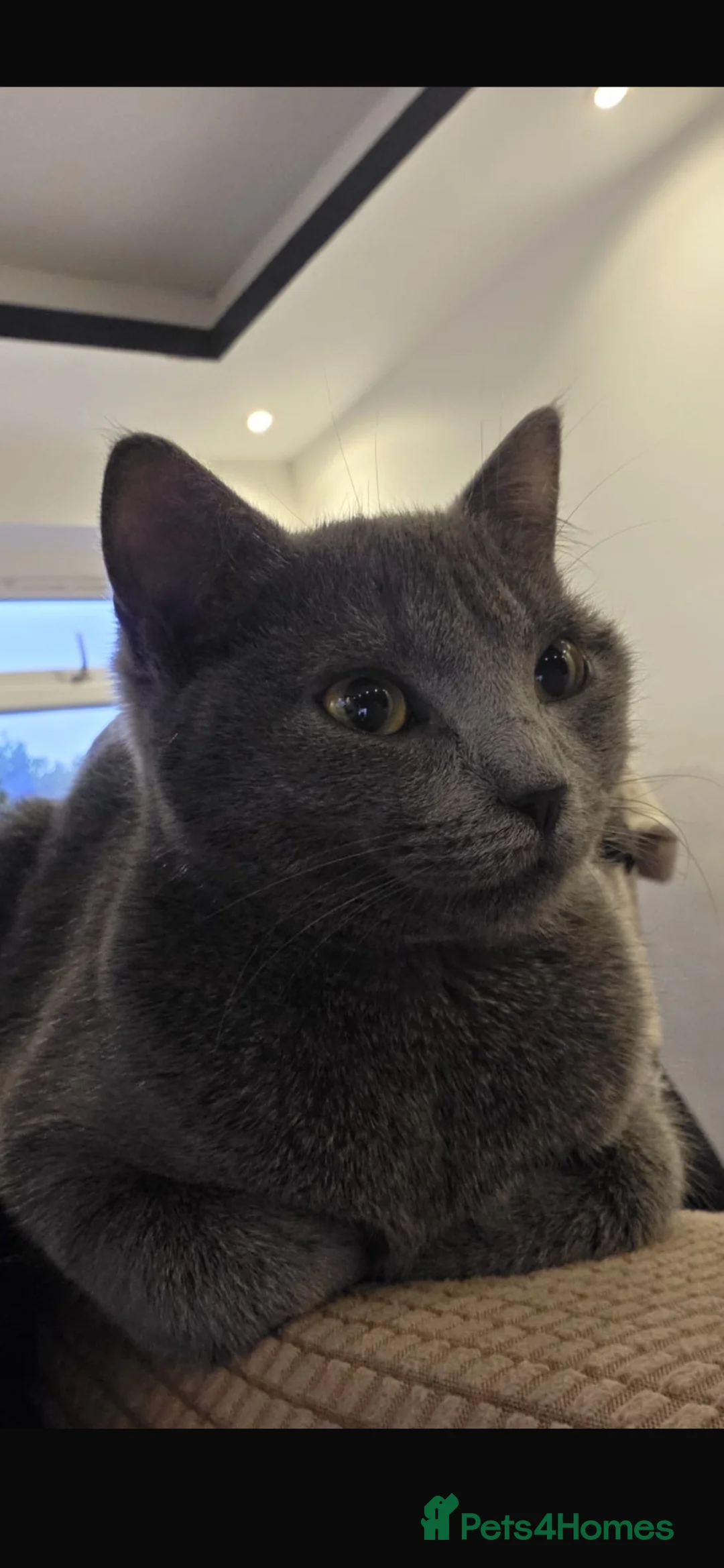 British Shorthair cats for sale: Female british shorthair- URGENT SALE - Advert 2