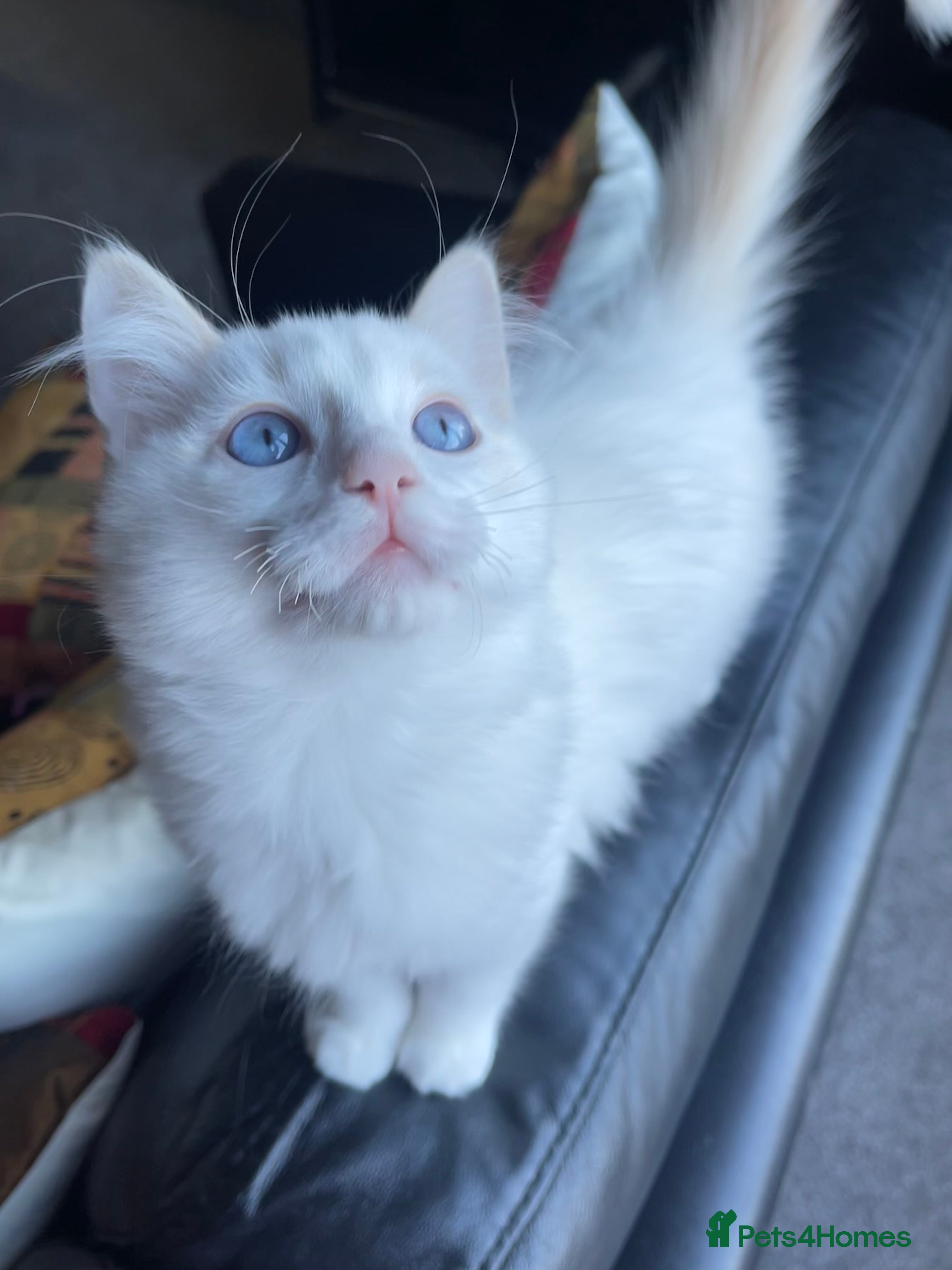 Ragdoll cats DoB:18/7/25& 14/11/25 Ragdoll Kittens Purebred - Advert 5