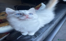 Ragdoll cats for sale: Ragdoll adults Purebred pedigree 5 generations  - Advert 27