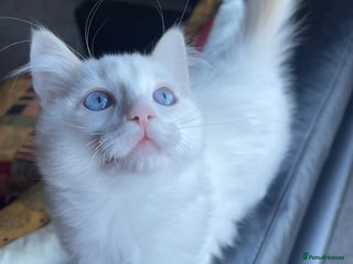 Ragdoll cats Ragdoll Kittens Purebred pedigree(DoB 18/7&14/11) - Advert 12