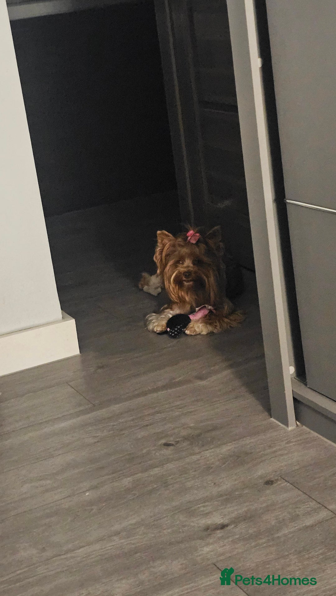 Yorkshire Terrier dogs for sale: 2 boys and 2 girls yorkshire terrier  - Advert 23