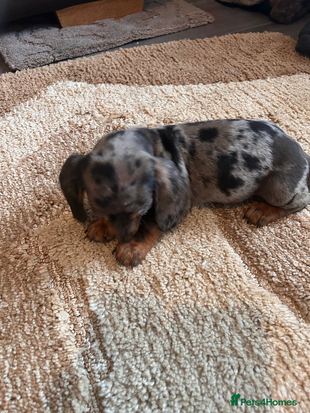 Miniature Dachshund dogs for sale: Dachshund puppies boys and girls ready now - Advert 11