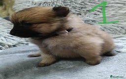 Pomeranian dogs for sale: Pomeranian puppies looking for their forever homes - Image 4