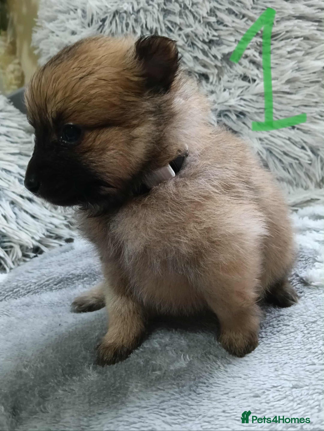 Pomeranian dogs for sale: Pomeranian puppies looking for their forever homes - Image 4