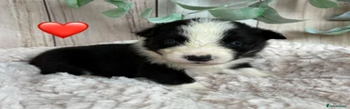Red Collar Female