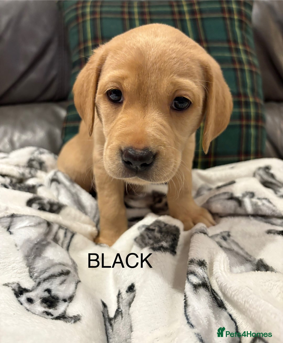 Labrador Retriever dogs for sale: KC Labrador puppies yellow / Red  - Advert 7