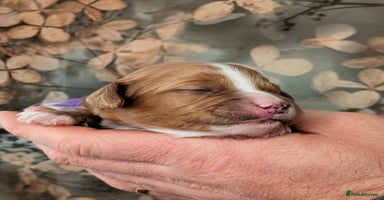 Cavapoo dogs ❤️F1 CAVAPOO BABIES❤️ HEALTH TESTED PARENTS!🐩 - Advert 10