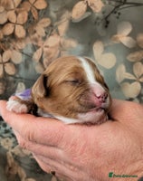 Cavapoo dogs ❤️F1 CAVAPOO BABIES❤️ HEALTH TESTED PARENTS!🐩 - Advert 1