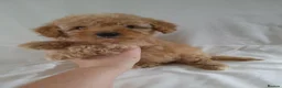 Cavapoo dogs for sale: Cavapoo puppies 5🌟 licence breeder  - Advert 4