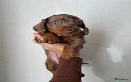 Miniature Dachshund dogs for sale: READY NOW !! mini dachshund pups  - Image 3