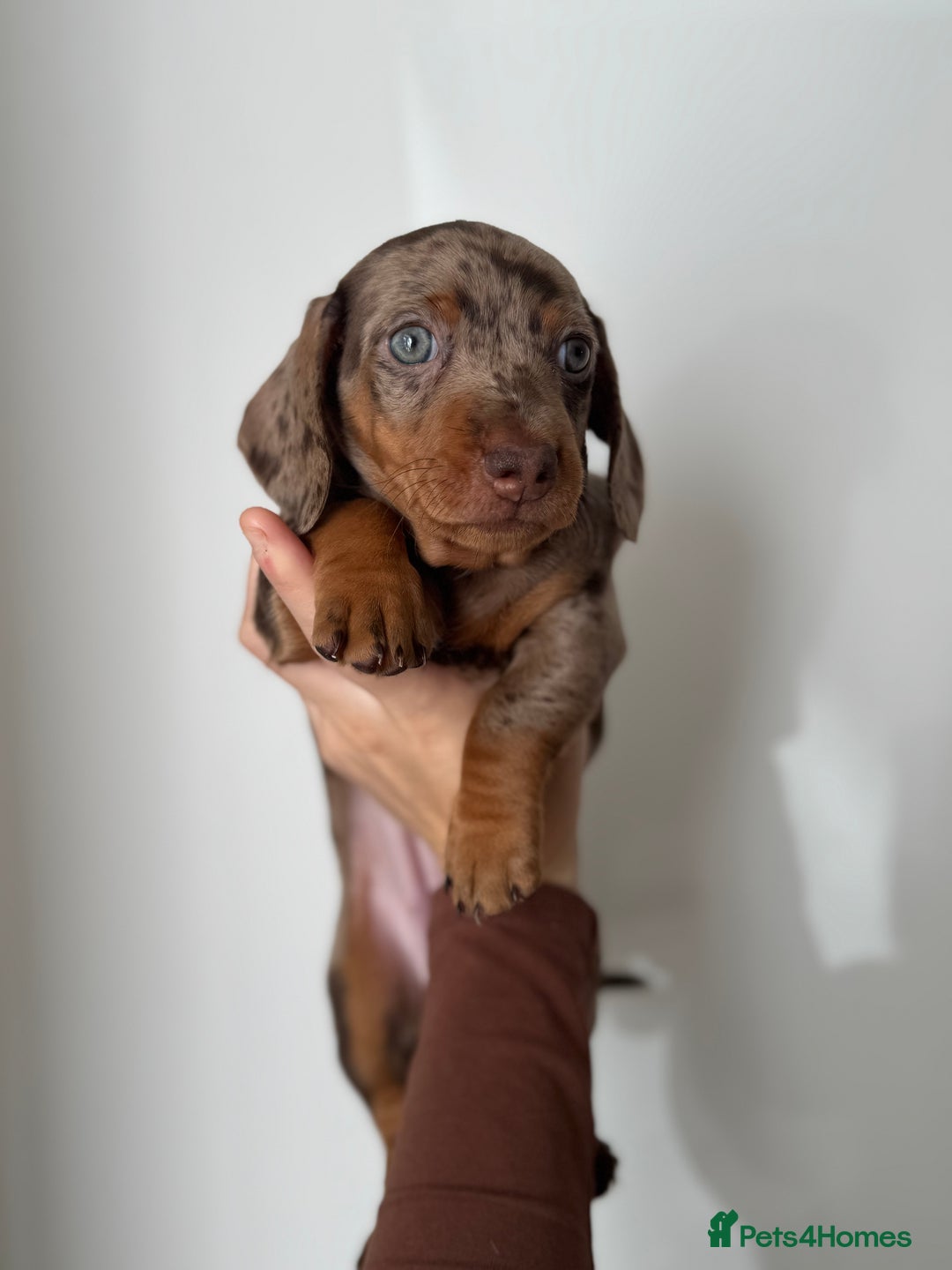 Miniature Dachshund dogs for sale: READY NOW !! mini dachshund pups  - Image 3