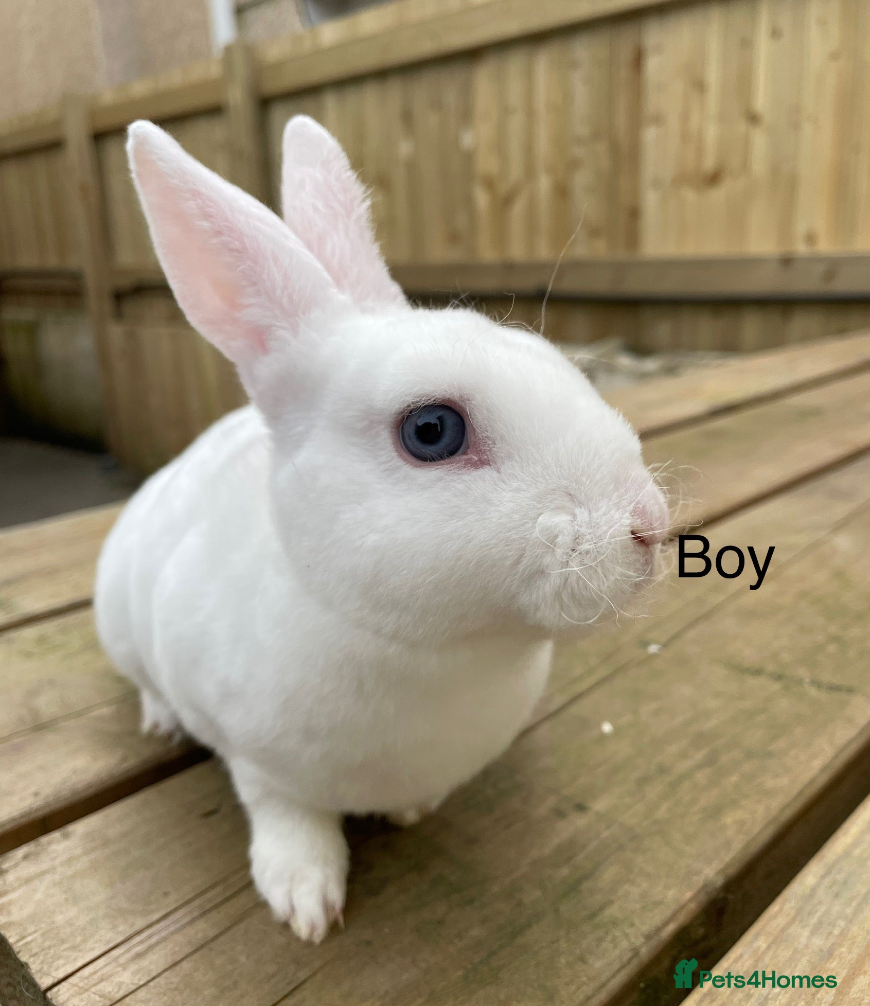Rex rabbits 1 male 1 female mini Rex💙💖 - Advert 22
