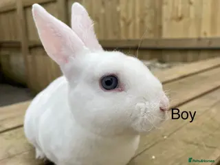 Rex rabbits 1 male 1 female mini Rex💙💖 - Advert 22