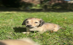 Miniature Dachshund dogs for sale: 🐾Miniature Longhaired Dachshund puppies.KC reg🐾  - Image 7
