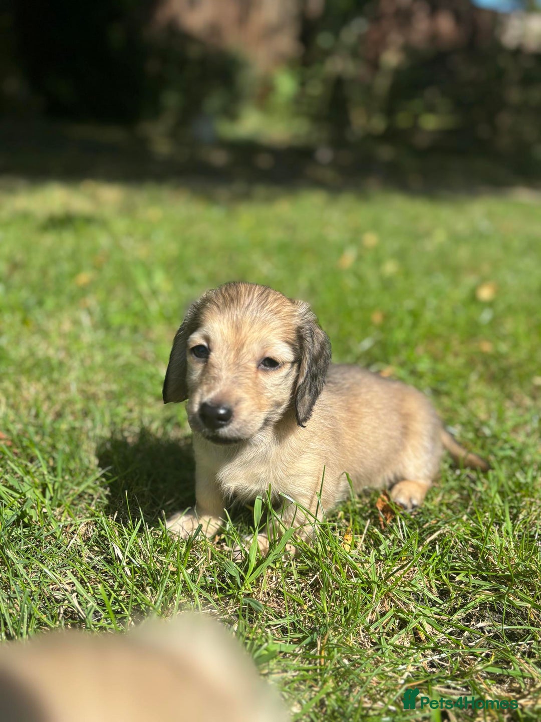 Miniature Dachshund dogs for sale: 🐾Miniature Longhaired Dachshund puppies.KC reg🐾  - Image 7