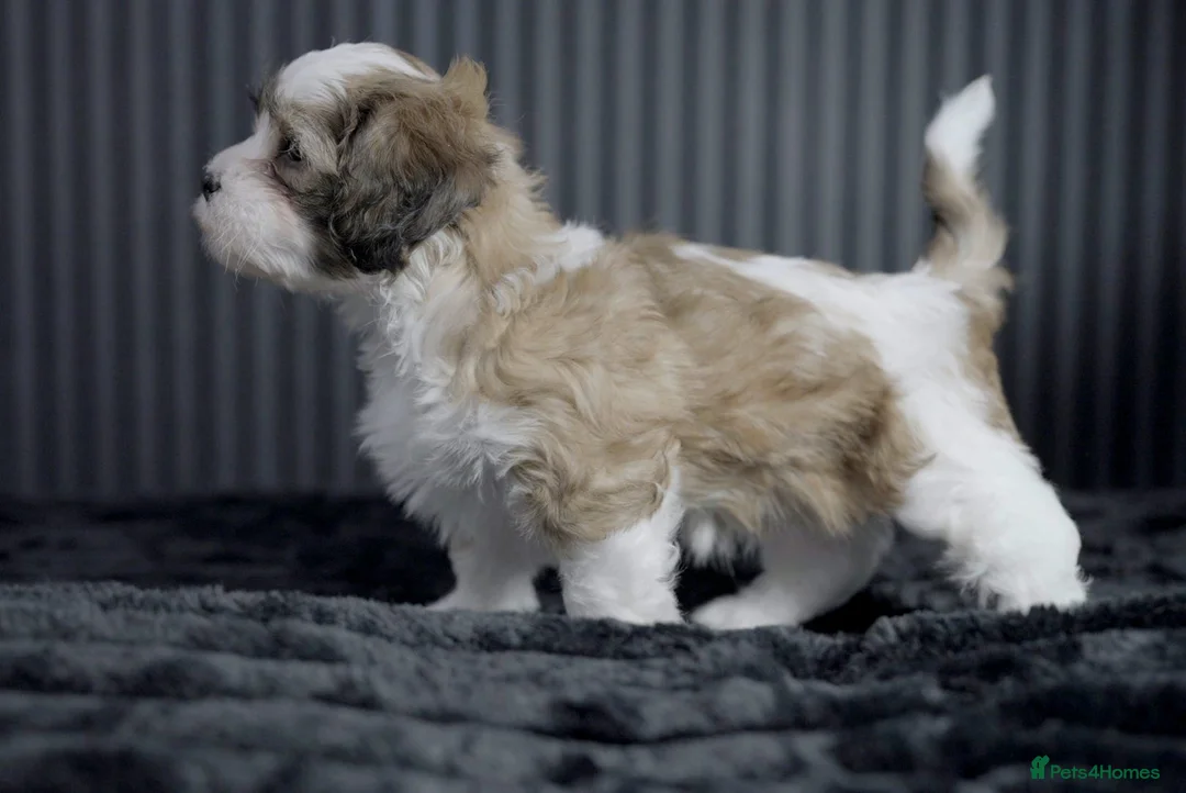 Mixed Breed dogs for sale: Beautiful Cava Tzu (Cavatzu) Puppies 2 Boys 1 Girl - Advert 12