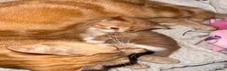 British Shorthair cats for sale: Beautiful ginger kitten  - Advert 9