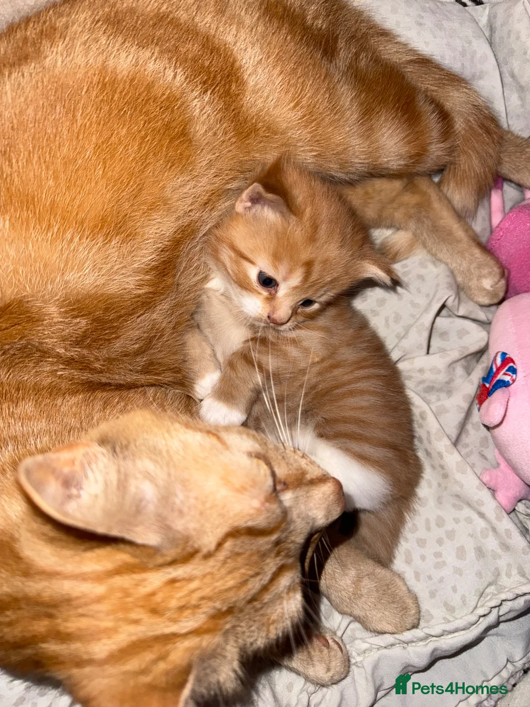 British Shorthair cats for sale: Beautiful ginger kitten  - Advert 9