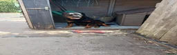 Rottweiler dogs for sale: 2 year old Rottweiler girl  in Loughborough - Advert 1