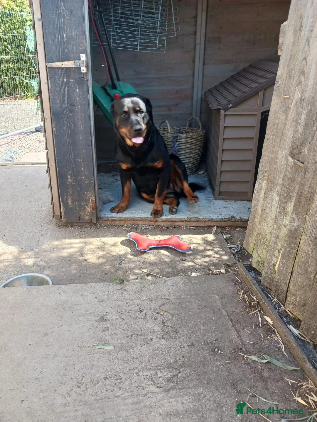 Rottweiler dogs for sale: 2 year old Rottweiler girl  in Loughborough - Advert 1