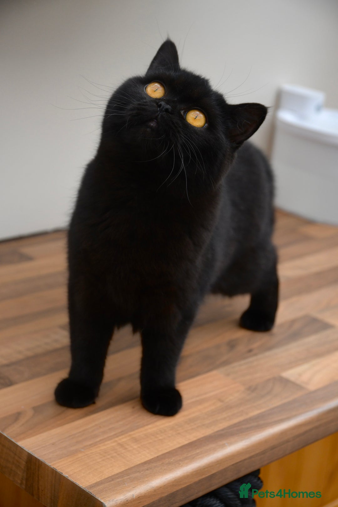 British Shorthair cats for sale: Blue tortie & white GCCF British Shorthair girl - Image 8