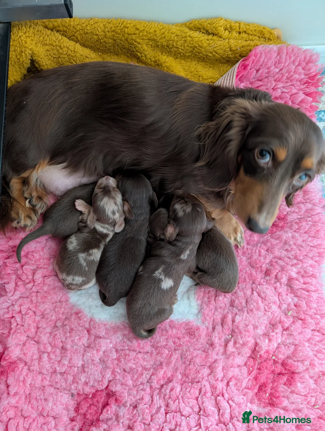 Miniature Dachshund dogs for sale: KC LH stunning boy  - Advert 10