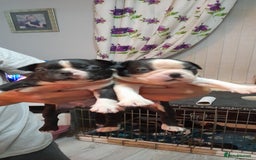 Boston Terrier dogs for sale: Stunning boston terrier puppies - Image 5
