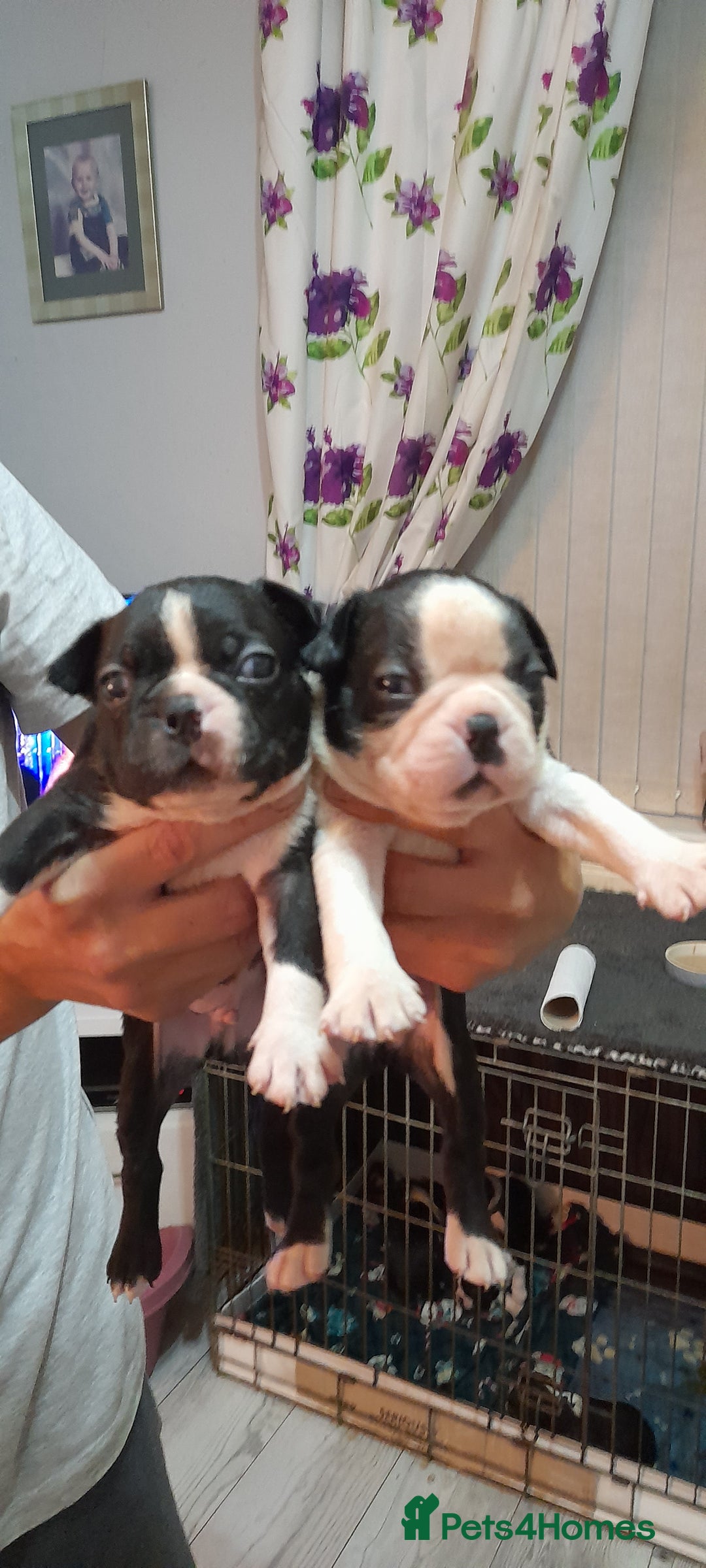 Boston Terrier dogs for sale: Stunning boston terrier puppies - Image 5