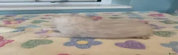 Bengal cats for sale: F6 TICA RG BENGALS  - Advert 10