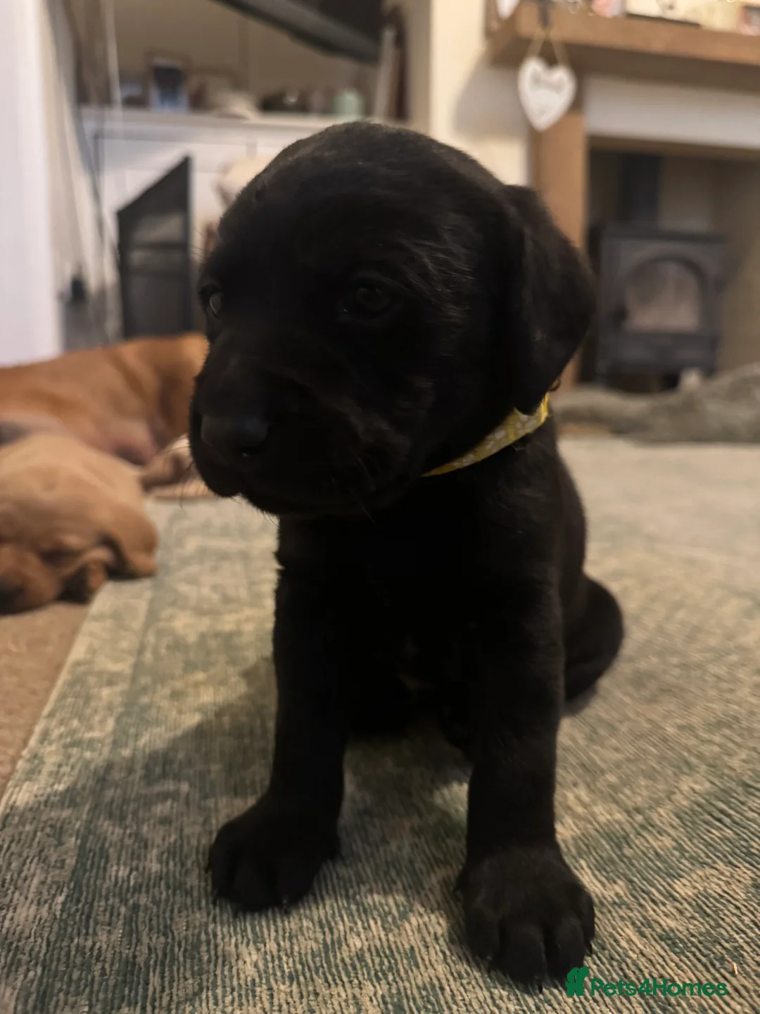 Labrador Retriever dogs for sale: Beautiful KC registered Lab boys  - Advert 21