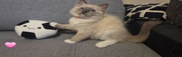 Ragdoll cats for sale: 🐾 Ragdoll Kittens Ready now !  - Advert 18