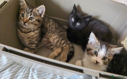 Mixed Breed cats for sale: Adorable kittens  - Image 1
