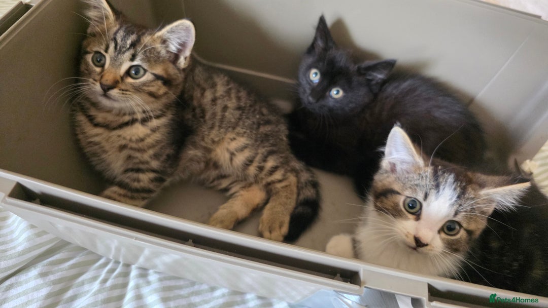 Mixed Breed cats for sale: Adorable kittens  - Image 1