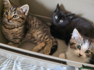 Mixed Breed cats - Advert 32