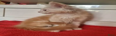 Maine Coon 2